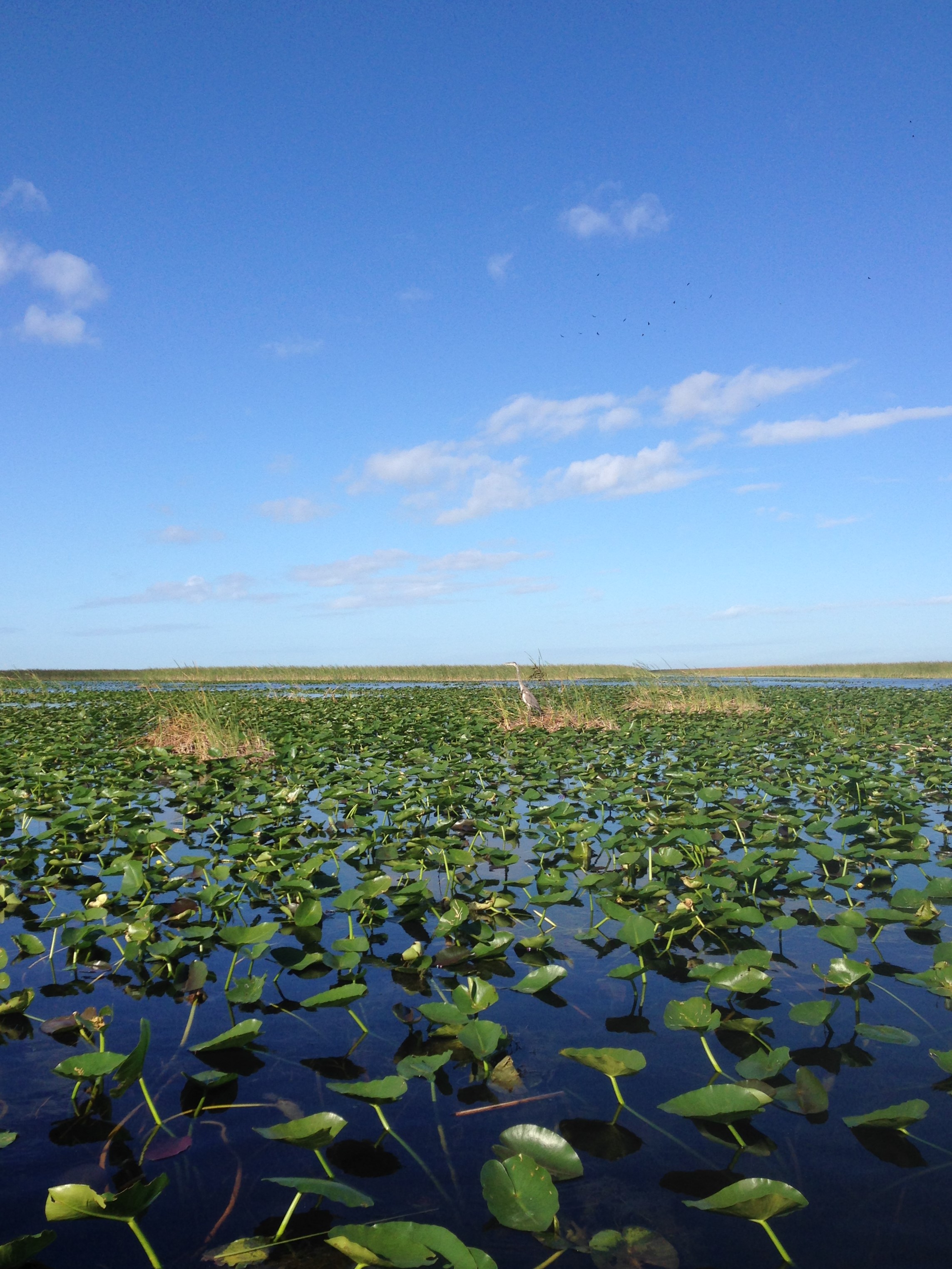 Utflykt till Everglades